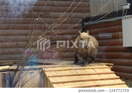 The capybara sits on the roof house. Capybara in the zoo 124771759