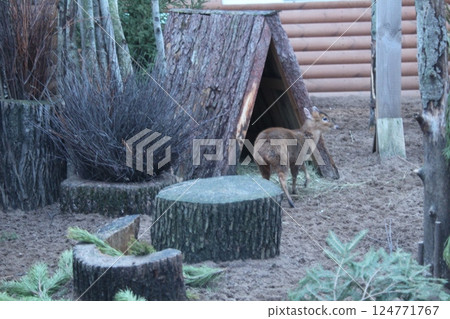 Muntiacus reevesi Chinese muntjacs near a stump and a crop in a zoo Muntiacus reevesi Chinese muntjacs near a stump and a crop in a zoo 124771767