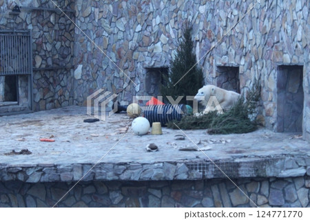 White polar bear in the zoo enclosure. Winter predators White polar bear in the zoo enclosure. Winter predators 124771770