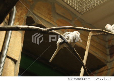 White parrot sitting on a branch, bottom view. Keeping parrots in a cage White parrot sitting on a branch, bottom view. Keeping parrots in a cage 124771798
