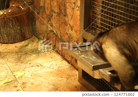 Capuchin monkey in an equipped cage 124771802