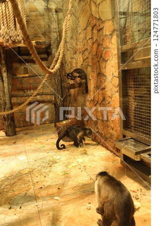 Small monkeys of the capuchin breed run and frolic enclosure. Monkeys in the zoo 124771803