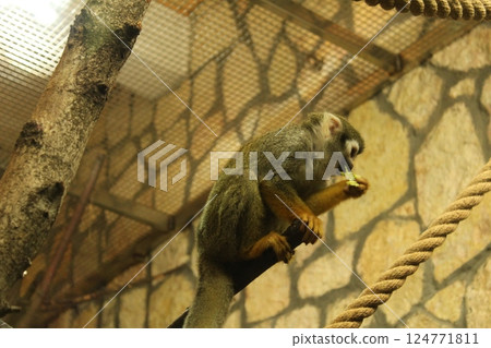 Squirrel Monkey is a small monkey sitting on a branch and eating. Feeding monkeys in the zoo 124771811