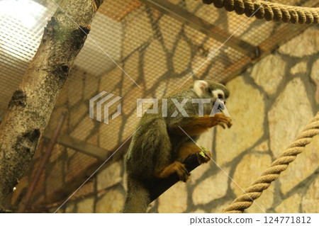 Squirrel Monkey looking down sitting on a branch. Funny Monkeys Animals 124771812