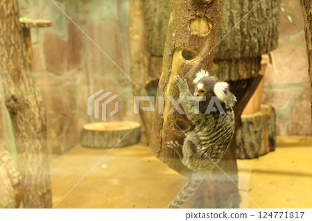 De Brazza's Monkey sitting on a stump close-up De Brazza's Monkey sitting on a stump close-up 124771817