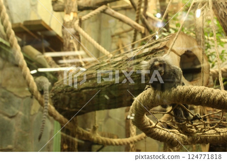Cebuella pygmaea monkey sitting on a tree branch looking right in the zoo 124771818