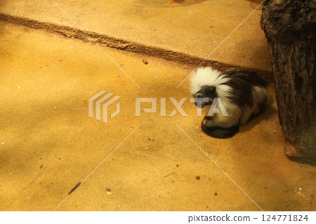 A monkey of the Tamarin breed eats vegetables on the floor of an enclosure in a zoo. Funny monkeys A monkey of the Tamarin breed eats vegetables on the floor of an enclosure in a zoo. Funny monkeys 124771824