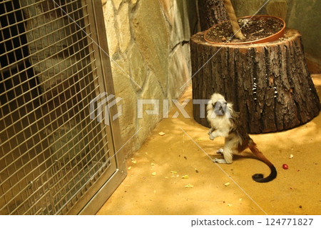Little monkey tamarin on the ground picking fruits and vegetables. monkeys in the zoo Little monkey tamarin on the ground picking fruits and vegetables. monkeys in the zoo 124771827