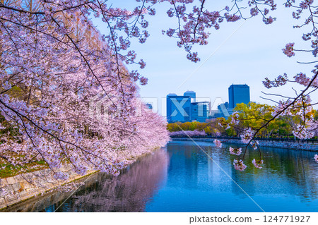 Cherry blossom trees along the eastern outer moat of Osaka Castle and Osaka Business Park Cherry blossom trees along the eastern outer moat of Osaka Castle and Osaka Business Park 124771927