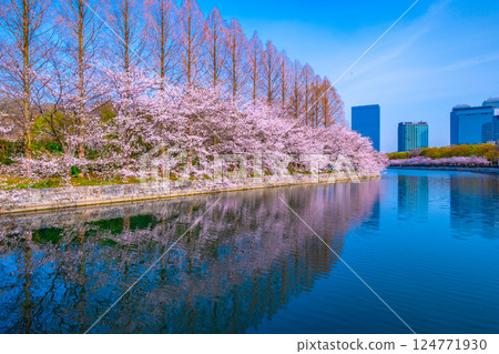 大阪城東側外護城河沿岸及大阪商業園區的櫻花樹 124771930