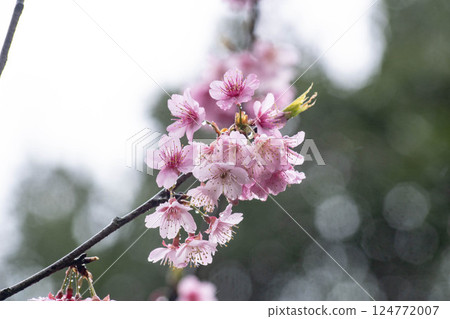 櫻花 櫻花 124772007