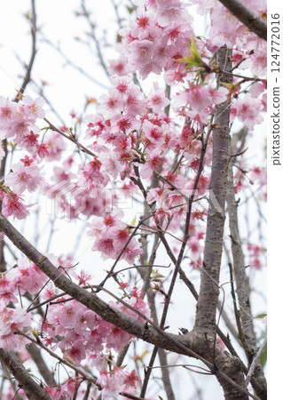 Cherry blossoms Cherry blossoms 124772016