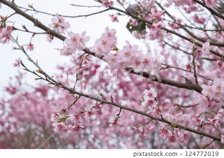 Cherry blossoms  124772019