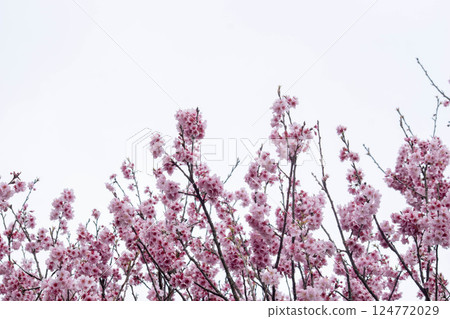 櫻花 櫻花 124772029