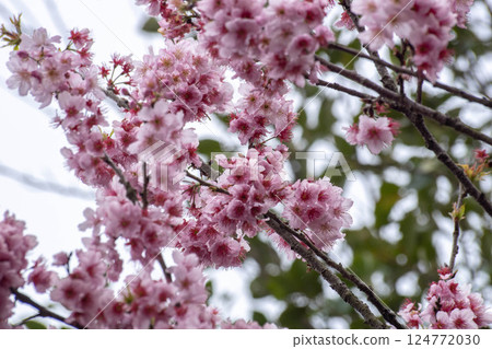 櫻花 櫻花 124772030