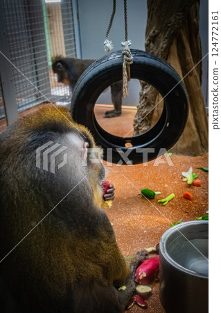動物園裡的多格拉狒狒 124772161