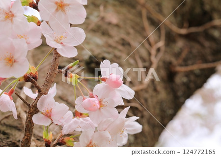 櫻花盛開的公園 124772165