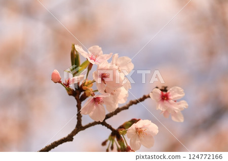 A park with cherry blossoms in full bloom 124772166