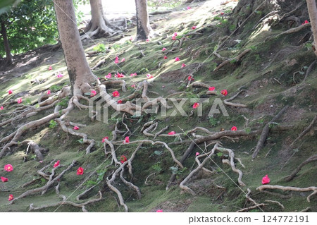 Camellia flowers in full bloom on a spring day at Jonangu Shrine in Kyoto Camellia flowers in full bloom on a spring day at Jonangu Shrine in Kyoto 124772191