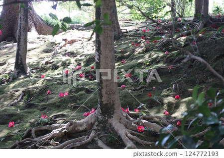 Camellia flowers in full bloom on a spring day at Jonangu Shrine in Kyoto Camellia flowers in full bloom on a spring day at Jonangu Shrine in Kyoto 124772193
