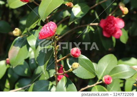 Camellia flowers in full bloom on a spring day at Jonangu Shrine in Kyoto Camellia flowers in full bloom on a spring day at Jonangu Shrine in Kyoto 124772209