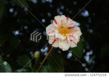 京都城南宮春日山茶花盛開 124772218