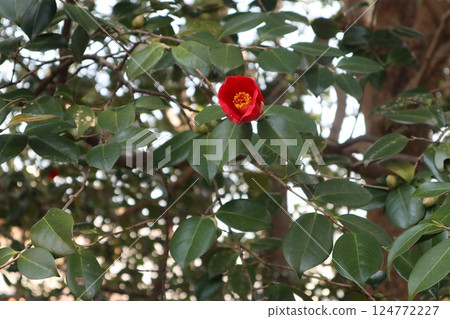 京都城南宮春日山茶花盛開 京都城南宮春日山茶花盛開 124772227