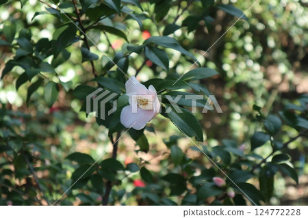 京都城南宮春日山茶花盛開 京都城南宮春日山茶花盛開 124772228