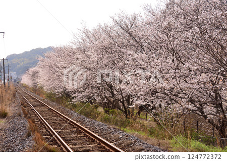 櫻花,櫻花,櫻花 櫻花,櫻花,櫻花 124772372