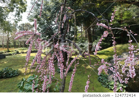 Spring day at the gardens of Jonangu Shrine, Kyoto 124772414