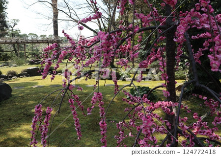 京都城南宮花園的春日 京都城南宮花園的春日 124772418