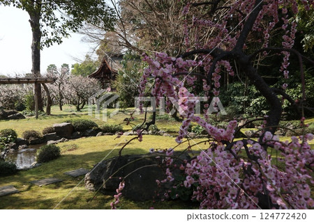 京都城南宮花園的春日 京都城南宮花園的春日 124772420