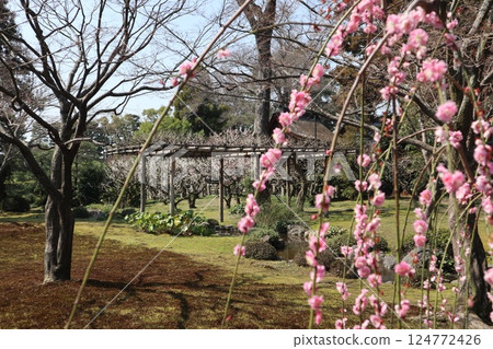 京都城南宮花園的春日 京都城南宮花園的春日 124772426