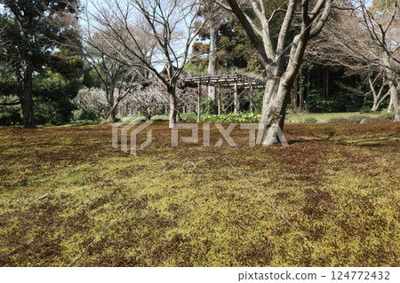 京都城南宮花園的春日 京都城南宮花園的春日 124772432