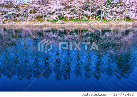 Cherry blossoms and metasequoias at the eastern outer moat of Osaka Castle Cherry blossoms and metasequoias at the eastern outer moat of Osaka Castle 124772498