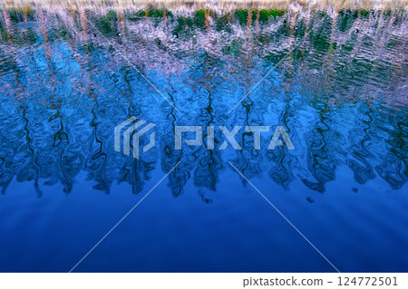 Cherry blossoms and metasequoias reflected on the water surface 124772501