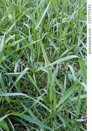 Close-up of Green Wheat Plants in a Field During Early Growth Stage 124772541