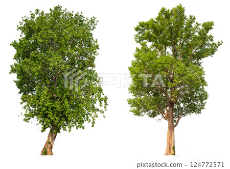 collection tree isolated on white background with clipping path  124772571