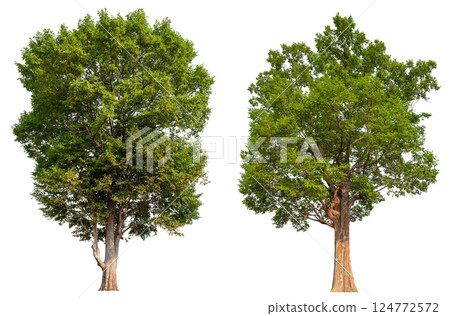 collection tree isolated on white background with clipping path collection tree isolated on white background with clipping path 124772572