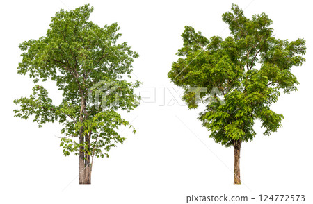 collection tree isolated on white background with clipping path collection tree isolated on white background with clipping path 124772573