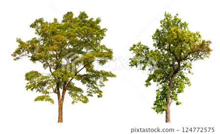 collection tree isolated on white background with clipping path  124772575