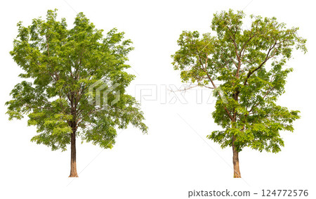 collection tree isolated on white background with clipping path collection tree isolated on white background with clipping path 124772576