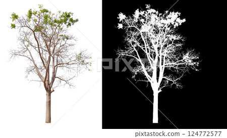 isolated on white background with clipping path  124772577