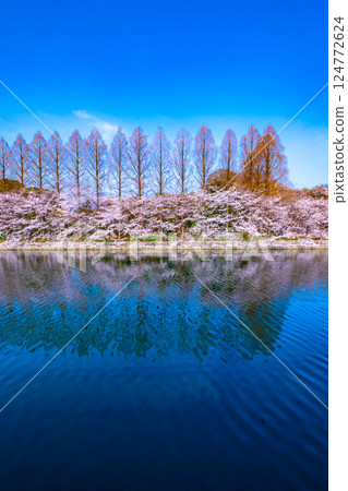 大阪城東外護城河的櫻花與水杉 124772624