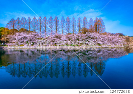 Cherry blossoms and metasequoias at the eastern outer moat of Osaka Castle Cherry blossoms and metasequoias at the eastern outer moat of Osaka Castle 124772628