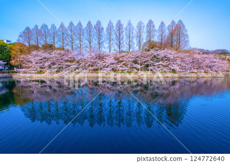大阪城東外護城河的櫻花與水杉 大阪城東外護城河的櫻花與水杉 124772640