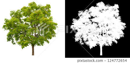 isolated on white background with clipping path 124772654