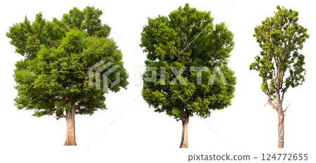 collection tree isolated on white background with clipping path collection tree isolated on white background with clipping path 124772655