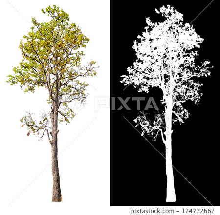 isolated on white background with clipping path 124772662