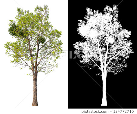 isolated on white background with clipping path 124772710